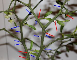 Mistletoe with lots of mistletoe seedlings establishing - red arrows show 3-4 year old growths, blue arrows 2-3 year-old growths