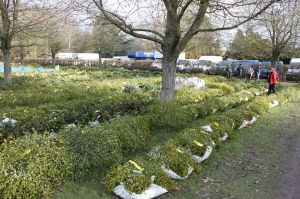 The mistletoe lots laid out ready for the auction
