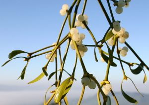 Mistletoe berries - ripening to a translucent white in mid-winter, allowing light to reach the single seed inside...