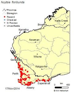 Distribution of Nuytsia floribunda
