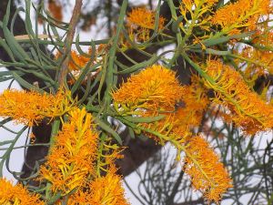 Nuytsia flowers, a picture by Gnangarra