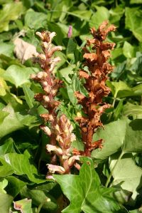 Ivy Broomrape, Orobanche hederae, flower spikes