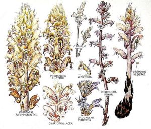 Various species of Orobanche, the Broomrapes, which parasite the roots of their host plants. Ivy Broomrape is on the right.,