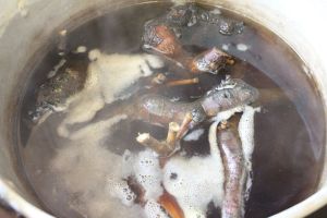 A boiling jam pan full of mistletoe haustoria