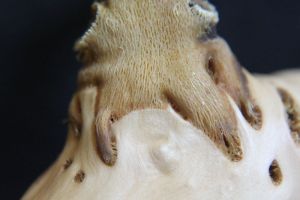 Close-up of a haustorium, showing the host wood (smooth solid surface) and the mistletoe wood (open, lattice-like surface)