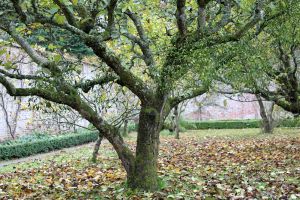 Llanerchaeron - mistletoe on apple trees in the walled garden