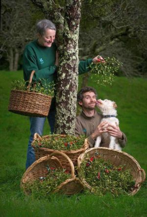 Chris Groves, gardener at NT Cotehele, Cornwall, with this year's mistletoe crop.