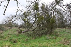 One of the trees in the GOT orchards with too much mistletoe - so much that, in this case, it has been blown over, probably because of the mistletoe
