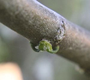 A germinating seed, securely stuck to the bark, and seeding out two (twin) seedlings (seeds are often polyembryonic)
