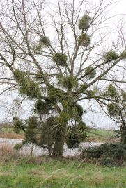 The riverside Poplar next to the orchards, covered in mistletoe growths.