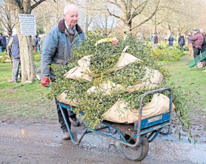 From the Daily Telegraph, 29th November: “A buyer carries bundles of mistletoe away after the first Christmas holly and mistletoe auction of the season in Tenbury Wells, Worcs, an event 160 years old”